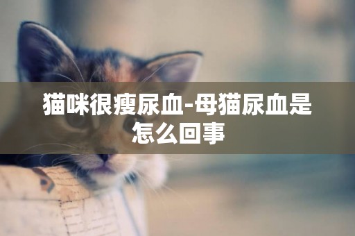 貓咪很瘦尿血-母貓尿血是怎么回事