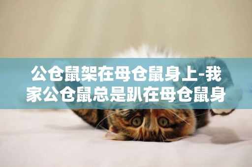 公倉鼠架在母倉鼠身上-我家公倉鼠總是趴在母倉鼠身上