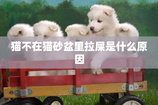 貓不在貓砂盆里拉屎是什么原因