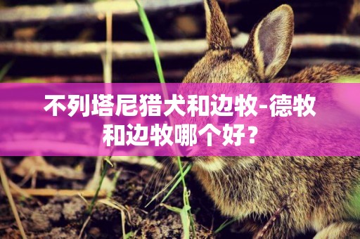 不列塔尼獵犬和邊牧-德牧和邊牧哪個好？