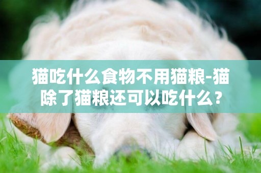 貓吃什么食物不用貓糧-貓除了貓糧還可以吃什么？