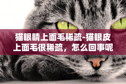 貓眼睛上面毛稀疏-貓眼皮上面毛很稀疏，怎么回事呢？