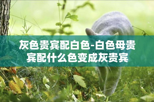灰色貴賓配白色-白色母貴賓配什么色變成灰貴賓