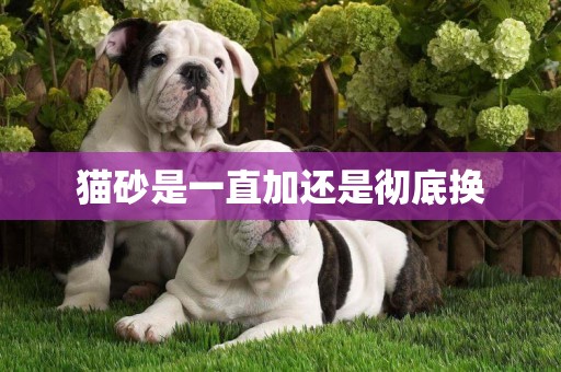 貓砂是一直加還是徹底換