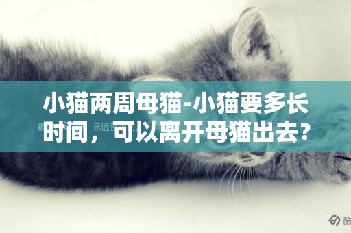小貓兩周母貓-小貓要多長時間，可以離開母貓出去？