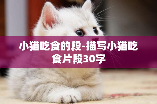 小貓吃食的段-描寫小貓吃食片段30字