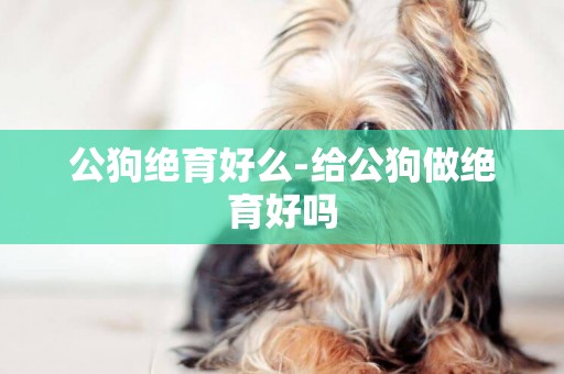 公狗絕育好么-給公狗做絕育好嗎