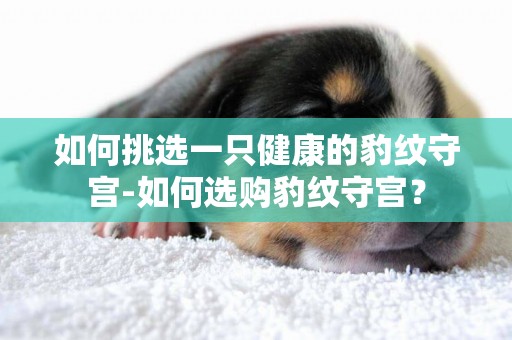 如何挑選一只健康的豹紋守宮-如何選購豹紋守宮？