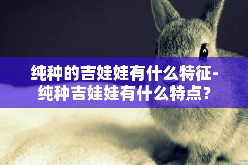 純種的吉娃娃有什么特征-純種吉娃娃有什么特點？