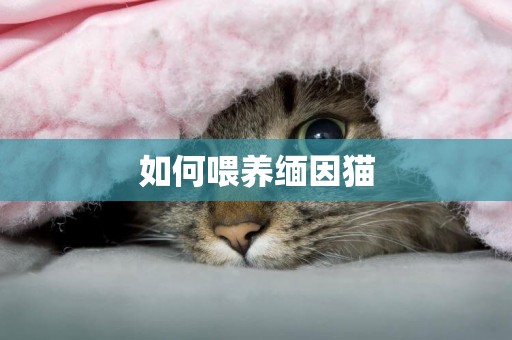 如何喂養緬因貓