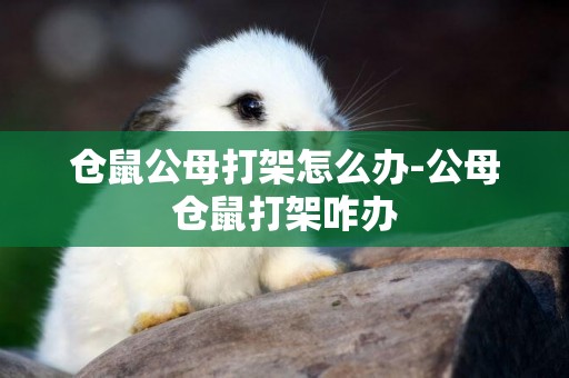 倉鼠公母打架怎么辦-公母倉鼠打架咋辦