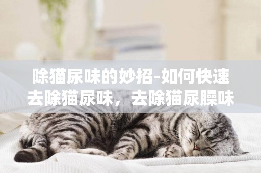 除貓尿味的妙招-如何快速去除貓尿味，去除貓尿臊味的小妙招