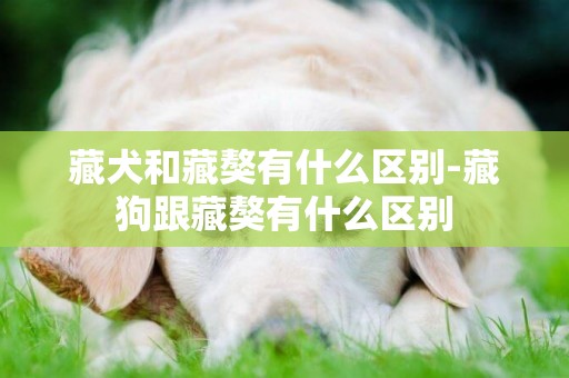 藏犬和藏獒有什么區別-藏狗跟藏獒有什么區別