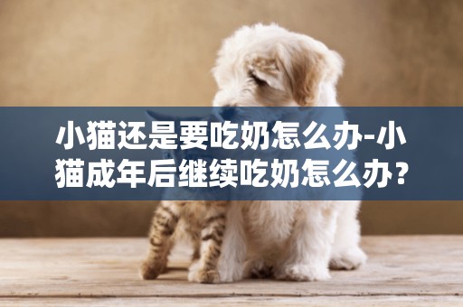 小貓還是要吃奶怎么辦-小貓成年后繼續吃奶怎么辦？