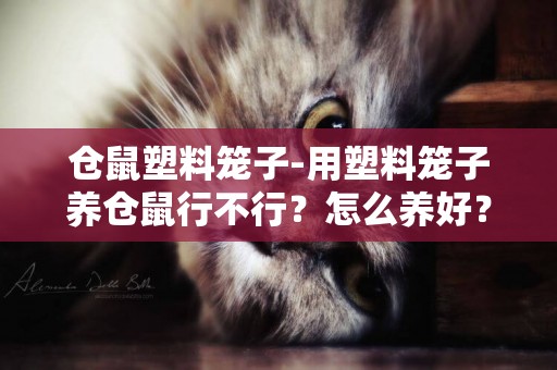 倉鼠塑料籠子-用塑料籠子養倉鼠行不行？怎么養好？
