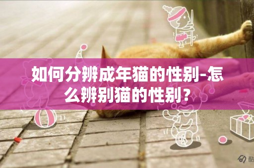 如何分辨成年貓的性別-怎么辨別貓的性別？