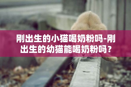 剛出生的小貓喝奶粉嗎-剛出生的幼貓能喝奶粉嗎？