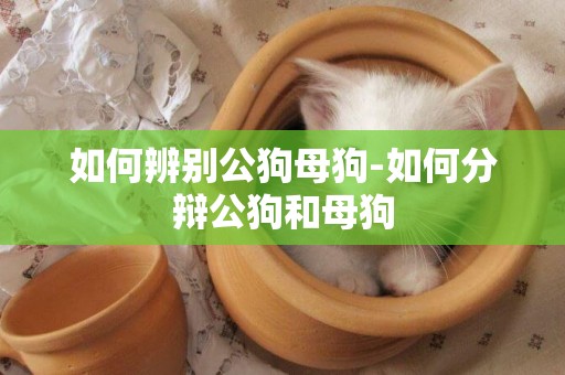 如何辨別公狗母狗-如何分辯公狗和母狗