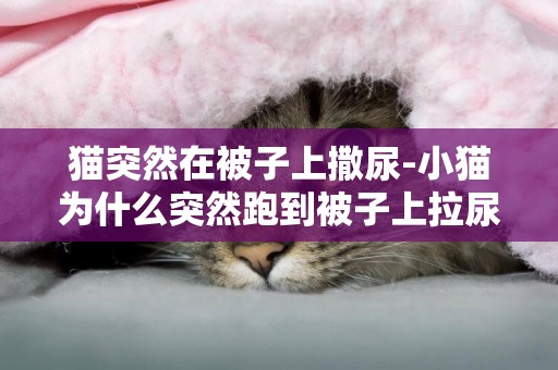 貓突然在被子上撒尿-小貓為什么突然跑到被子上拉尿