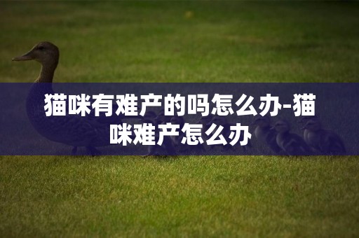 貓咪有難產的嗎怎么辦-貓咪難產怎么辦