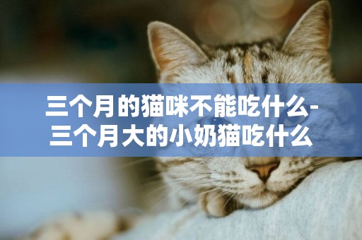 三個月的貓咪不能吃什么-三個月大的小奶貓吃什么