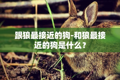 跟狼最接近的狗-和狼最接近的狗是什么？