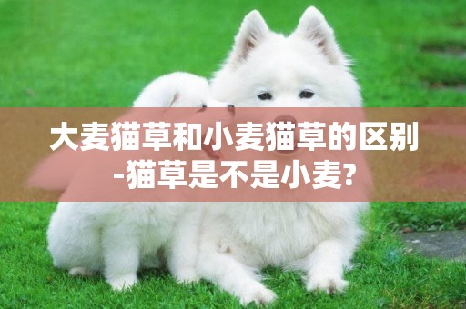 大麥貓草和小麥貓草的區別-貓草是不是小麥?