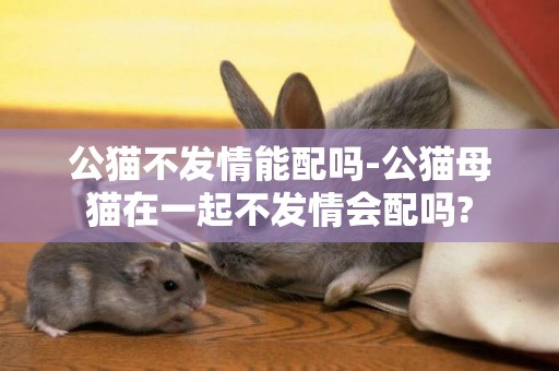 公貓不發情能配嗎-公貓母貓在一起不發情會配嗎?