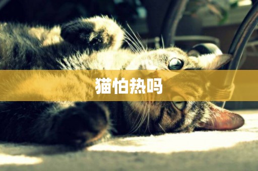 貓怕熱嗎