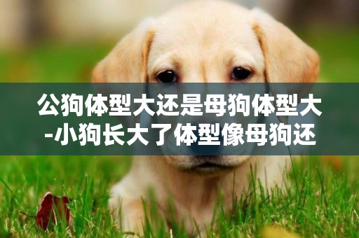 公狗體型大還是母狗體型大-小狗長大了體型像母狗還是公狗