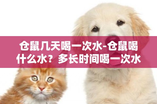 倉鼠幾天喝一次水-倉鼠喝什么水？多長時間喝一次水？