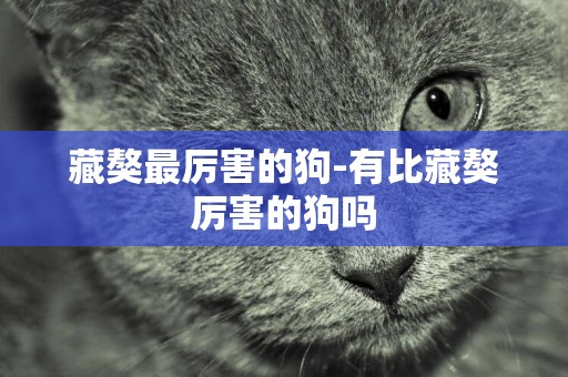 藏獒最厲害的狗-有比藏獒厲害的狗嗎