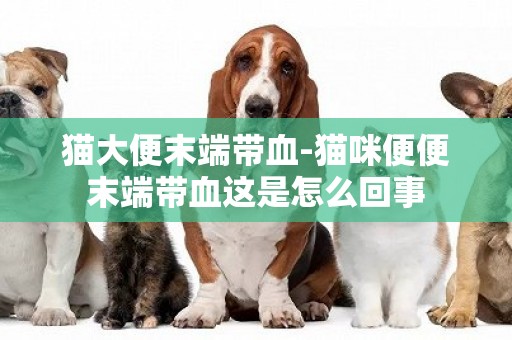 貓大便末端帶血-貓咪便便末端帶血這是怎么回事