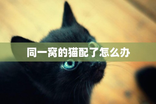 同一窩的貓配了怎么辦