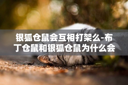 銀狐倉鼠會互相打架么-布丁倉鼠和銀狐倉鼠為什么會打架？