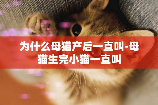 為什么母貓產后一直叫-母貓生完小貓一直叫
