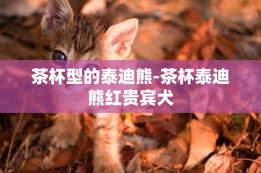 茶杯型的泰迪熊-茶杯泰迪熊紅貴賓犬
