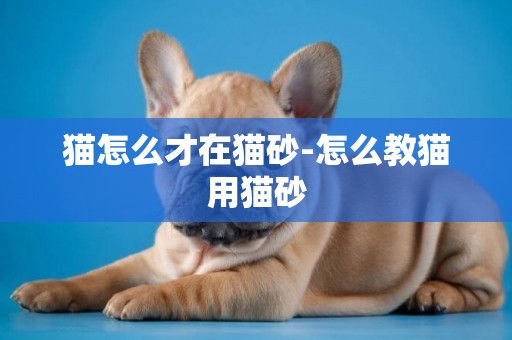 貓怎么才在貓砂-怎么教貓用貓砂