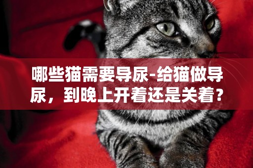 哪些貓需要導尿-給貓做導尿，到晚上開著還是關著？