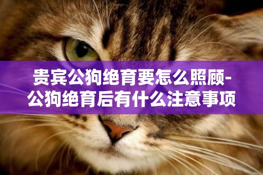貴賓公狗絕育要怎么照顧-公狗絕育后有什么注意事項啊