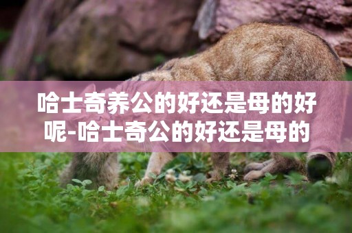 哈士奇養公的好還是母的好呢-哈士奇公的好還是母的好？