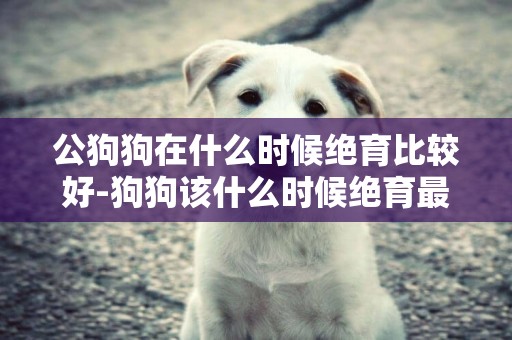 公狗狗在什么時候絕育比較好-狗狗該什么時候絕育最好