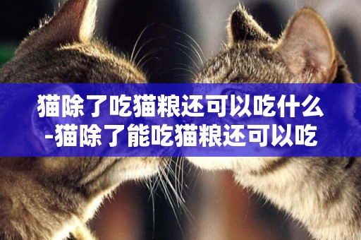 貓除了吃貓糧還可以吃什么-貓除了能吃貓糧還可以吃什么？
