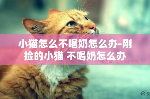 小貓怎么不喝奶怎么辦-剛撿的小貓 不喝奶怎么辦
