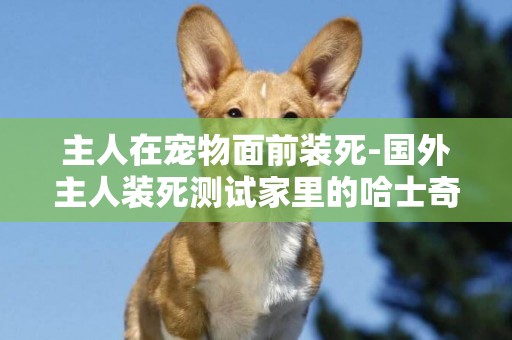 主人在寵物面前裝死-國外主人裝死測試家里的哈士奇什么反應，結果