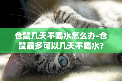 倉鼠幾天不喝水怎么辦-倉鼠最多可以幾天不喝水？
