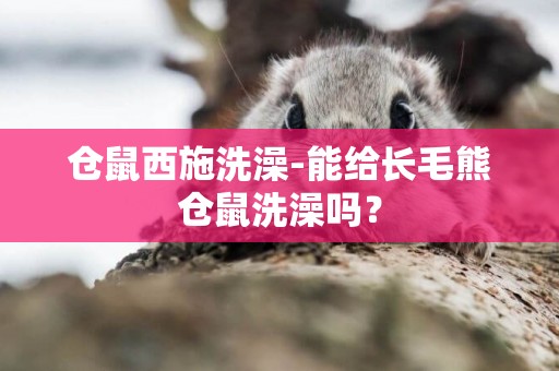 倉鼠西施洗澡-能給長毛熊倉鼠洗澡嗎？