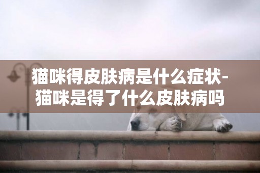 貓咪得皮膚病是什么癥狀-貓咪是得了什么皮膚病嗎
