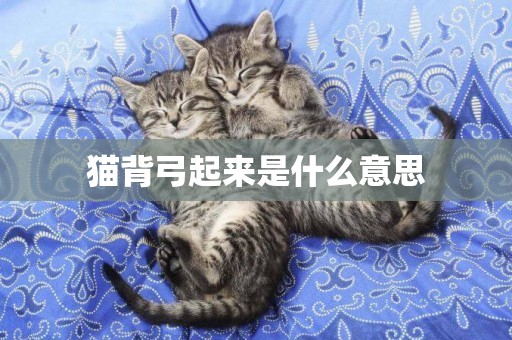 貓背弓起來是什么意思