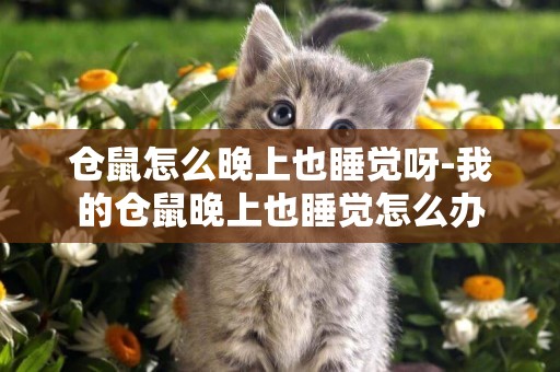 倉鼠怎么晚上也睡覺呀-我的倉鼠晚上也睡覺怎么辦